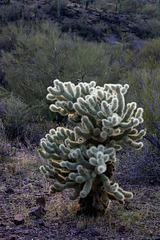 Teddy Bear Cholla