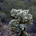 Teddy Bear Cholla