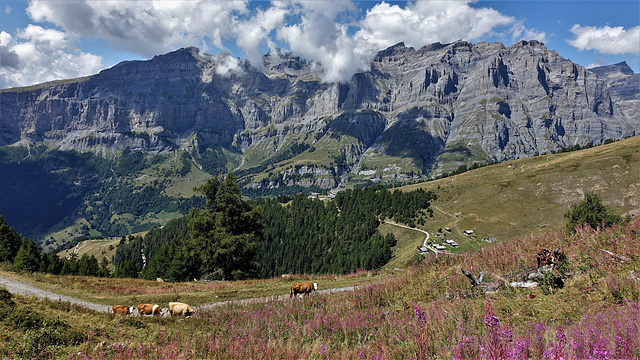 Leukerbad 08.22 / Torrentalp