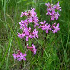 Gewöhnliche Pechnelke (Silene viscaria)