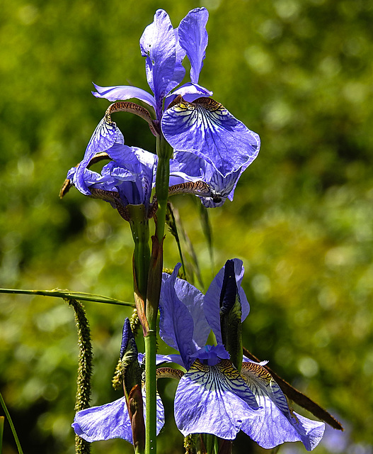 20230531 0526CPw [D~LIP] Sibirische Schwertlilie (Iris sibirica), UWZ, Bad Salzuflen