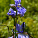 20230531 0526CPw [D~LIP] Sibirische Schwertlilie (Iris sibirica), UWZ, Bad Salzuflen