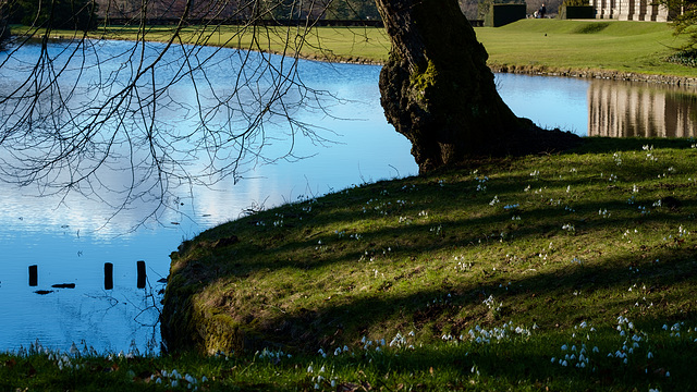 Snowdrops by the lake at Lyme Hall