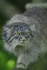 Chat sauvage Manul Pallas       (EXPLORE)