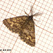 1952 Ematurga atomaria (Common Heath)