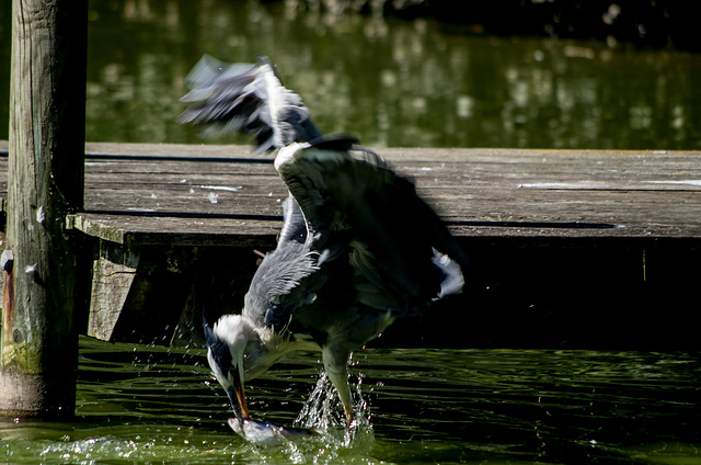 parc des oiseaux Villars les Dombes