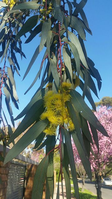 Eucalyptus hanging over a local fence