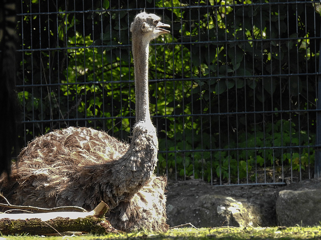 20170615 1966CPw [D~MS] Strauß, Zoo Münster