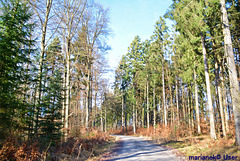 Green spruce and blue sky