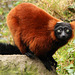 Red ruffed Lemur  101 cop