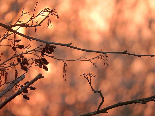 Bokeh