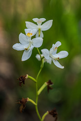 Calopogon multiflorus (Many-flowered Grass-pink orchid) white form