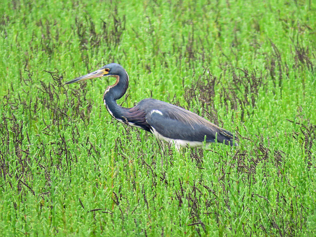 Day 2, Tricolored Heron, Rockport