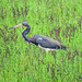 Day 2, Tricolored Heron, Rockport