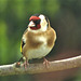 Gold Finch