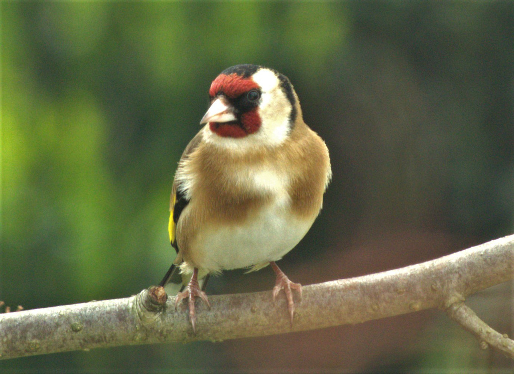 Gold Finch