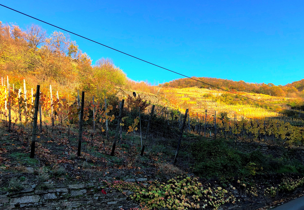 DE - Dernau - Herbstliche Weinberge