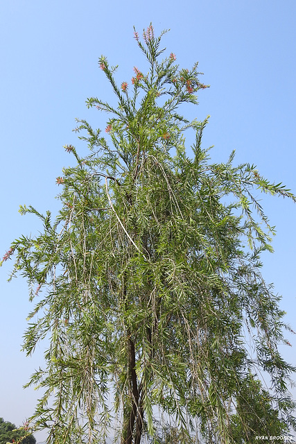 20210122-9596 Salix sp.