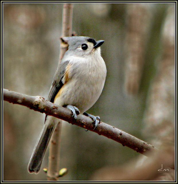 Titmouse near the feeders.