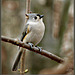 Titmouse near the feeders.