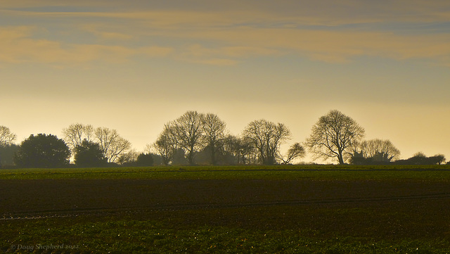 Winter trees