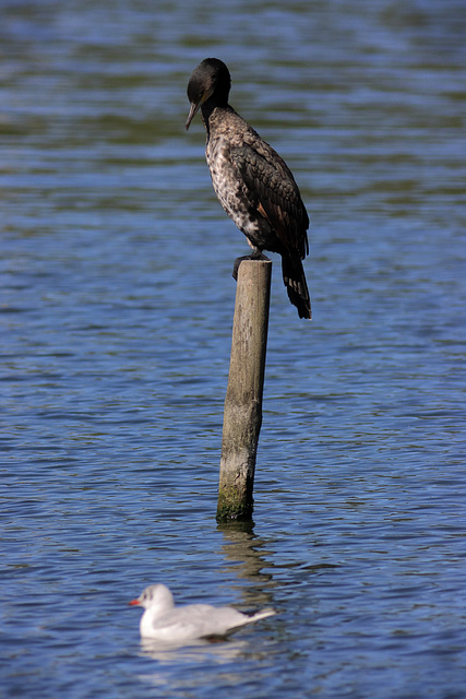 IMG 1552 cormorant dpp