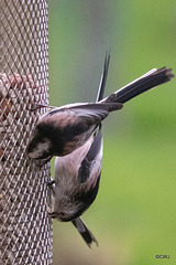 Long-tailed Tits