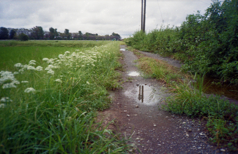 Puddle and oriental garlic