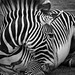 Grevy's Zebra