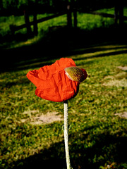 L'éveil du pavot / Poppy awakening [EXPLORER]