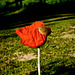L'éveil du pavot / Poppy awakening [EXPLORER]