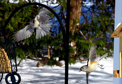 Titmice in our backyard