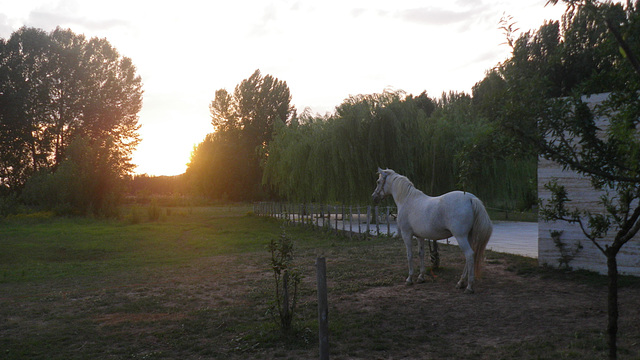 Yegua en puesta de sol / Ĉevalino je sunsubiro