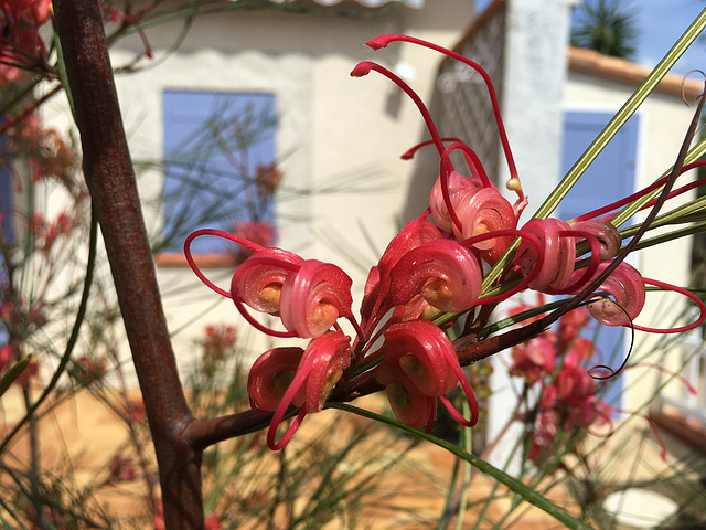 Grevillea 'Long John'