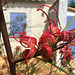 Grevillea 'Long John'