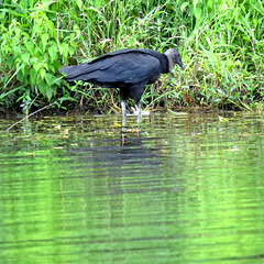 Black vulture