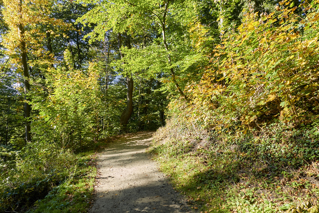 -waldweg-04190-co-15-10-17