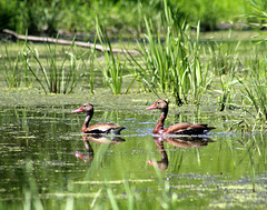 dendrocygne à ventre noir / black-bellied whistling-duck