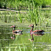 dendrocygne à ventre noir / black-bellied whistling-duck