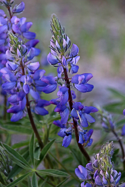 Lupine