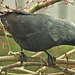 Jackdaw