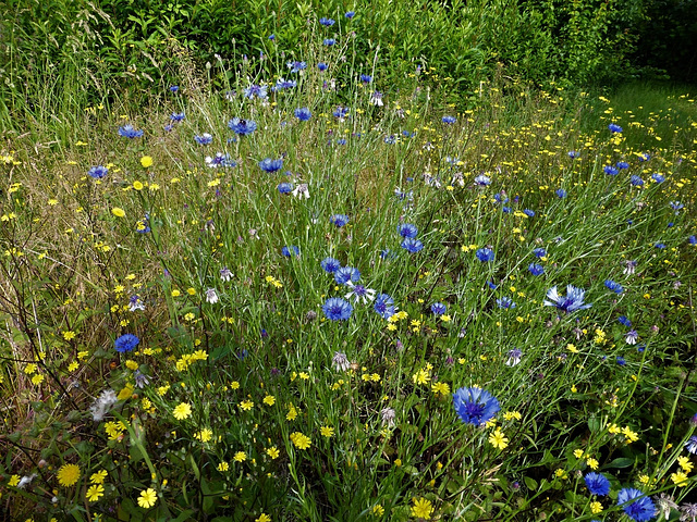 Les Bleuets...