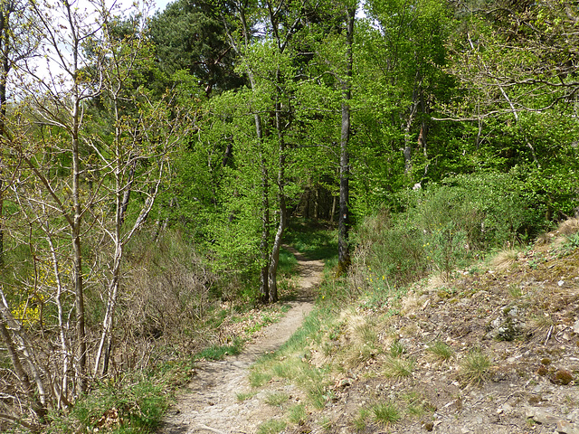 Auf dem Virneburgweg