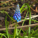 20230403 0037CPw [D~LIP] Traubenhyazinthe (Muscari armeniacum), Bad Salzuflen