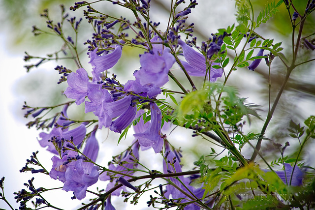 Jacaranda time