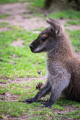 Wallaby