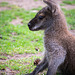 Wallaby