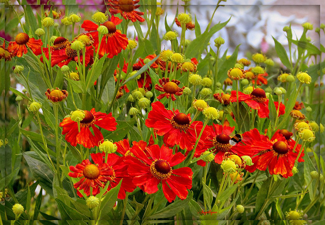 HELENIUM 'Beauté de Moerheim'❤️