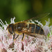 EF7A4695 Hoverfly