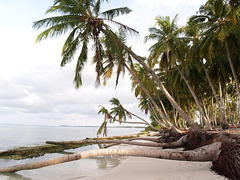 Palm Grove in Hitadu